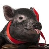 西遊記 八戒ってこんな「猪」。の画像