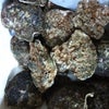 岩牡蠣の画像