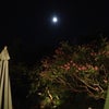 ドビュッシー月の光 「Moonlight Love」の画像