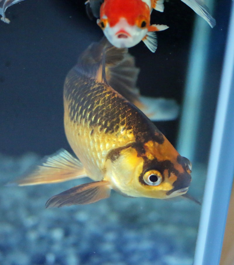 稚魚が赤斑病に侵される 小さい金魚