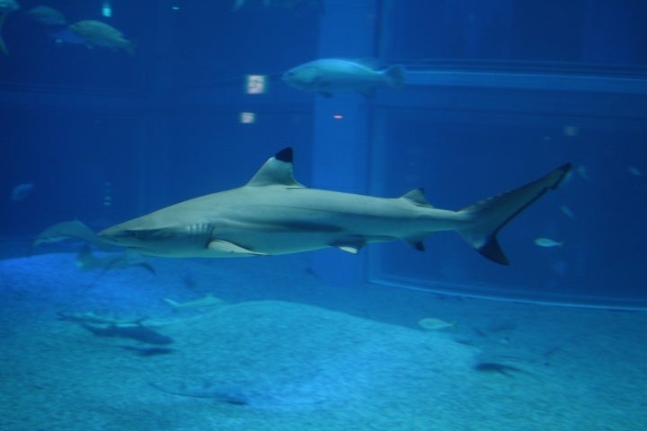 サメの種類ごとに変わる撮影位置 海遊館 Sceneryフォトグラフィ ブログ