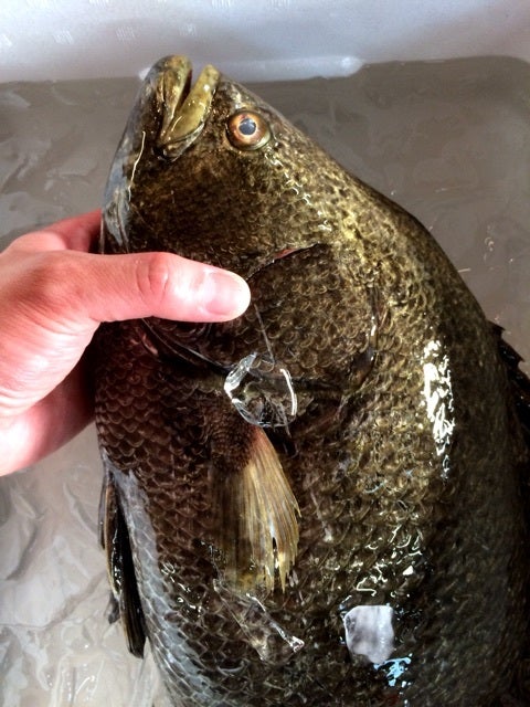 マツカサ 松鯛 この魚も美味いんだよなぁ 魚屋三代目オフィシャルブログ 魚屋三代目日記 Powered By Ameba マツカサ 松鯛 この魚も美味いんだよなぁ 魚屋三代目オフィシャルブログ 魚屋三代目日記 Powered By Ameba