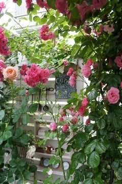 アーチに向いているバラと育て方 バラの講座 ママの薔薇のブログ