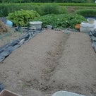 ■たまねぎ苗床の土作りと、太陽熱消毒処理！！（7/28）の記事より