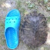 ❤　ミドリ亀の命　❤の画像
