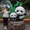 パンダに会いたくてお一人様で上野動物園の画像