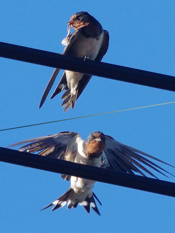 150827sツバメ,Swallow,wild bird