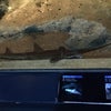 ノコギリザメの画像