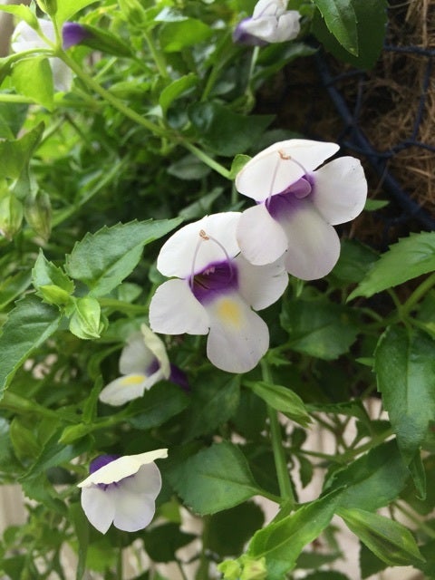 夏すみれ たくさん咲くぞ ソラリナ ホワイトベール 楽しく育てよう いろどりplant