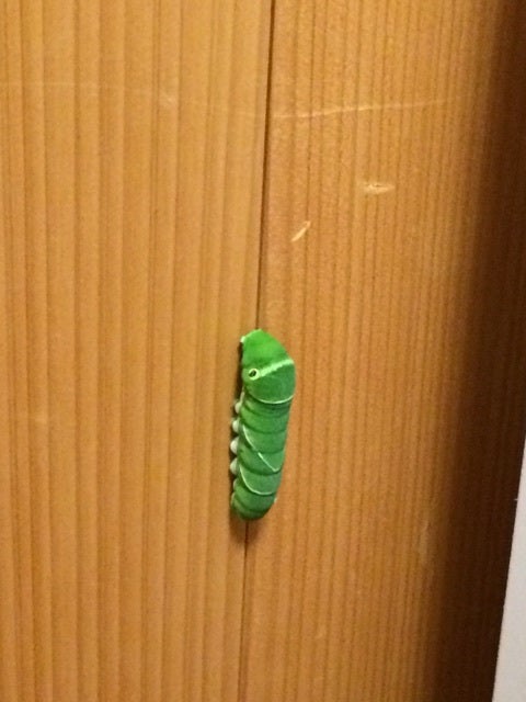 9月のクラスのご案内 〜私が青虫になった日〜の記事画像