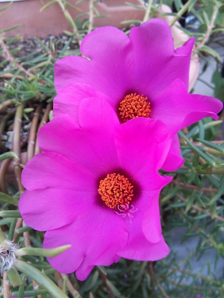 kensan-0427さんのﾌﾞﾛｸﾞマツバボタン（松葉牡丹）・季節の花と花言葉