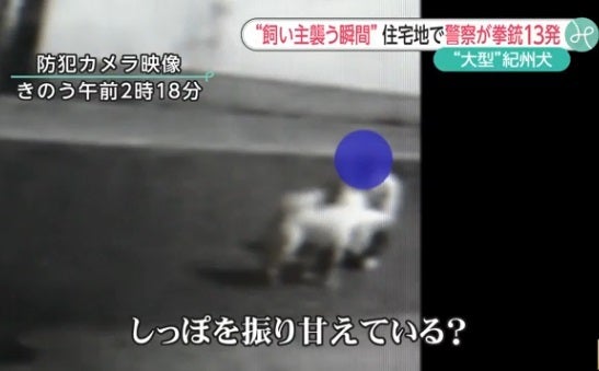 動画あり 紀州犬射殺 ミリのあまりに壮絶な最期 飼い主 ２階から猫を放り投げも 動物救援隊 外交官 ももこひめ