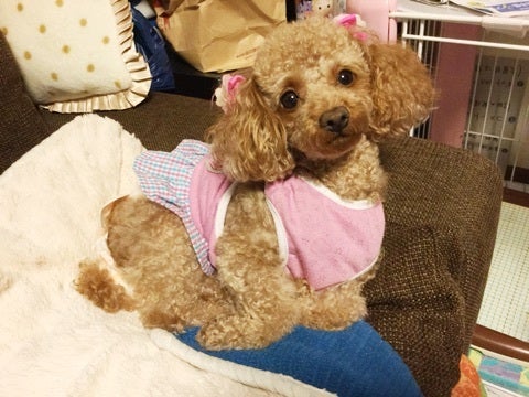 初めての...の記事画像