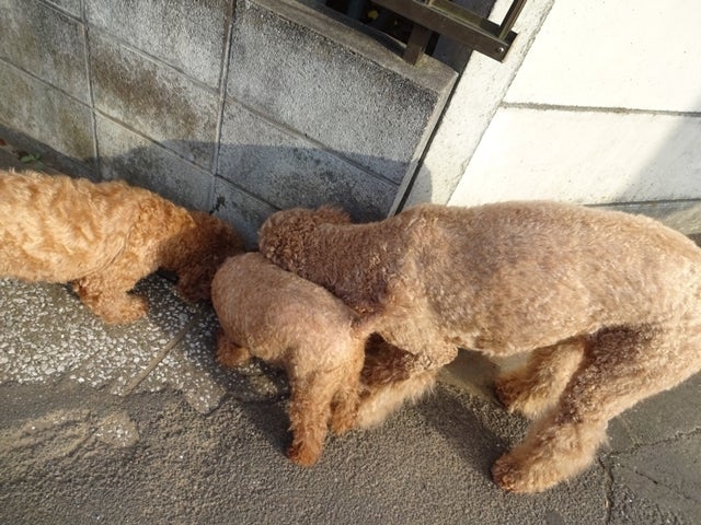 3人襲った紀州犬を警察が13発発砲し射殺 千葉県松戸市 貸倉庫東京rのブログ