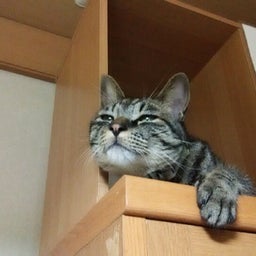 画像 月夜は の記事より 3つ目