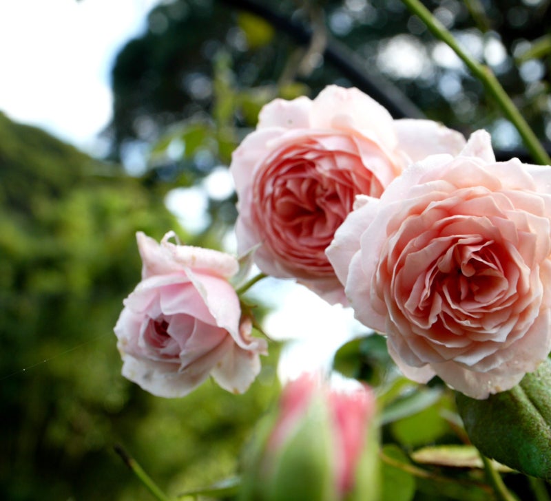 無農薬栽培におすすめの薔薇 スピリットオブフリーダム Nakai Rose Farm 公式ブログ