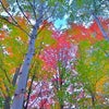 アルゴンキン州立公園の紅葉の画像