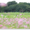 秋桜の画像