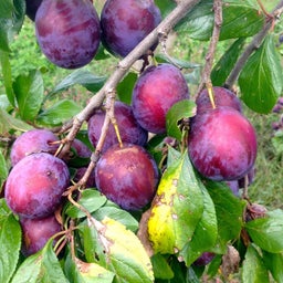 画像 プルーンコンフィチュール の記事より 2つ目