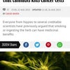 米政府 大麻ががん細胞を殺す事を認めるの画像