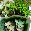★ワンコインとpick★の画像