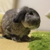 久々に撮ったっ！あくびちゃん。の画像