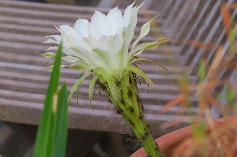やっと名前が分かったサボテンの白い花 りょうちゃんのブログ