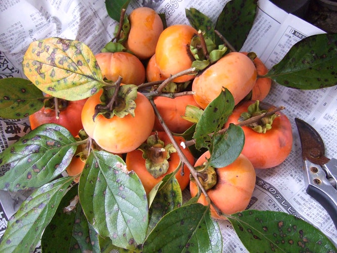 柿収穫