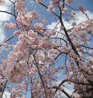 桜あっさり