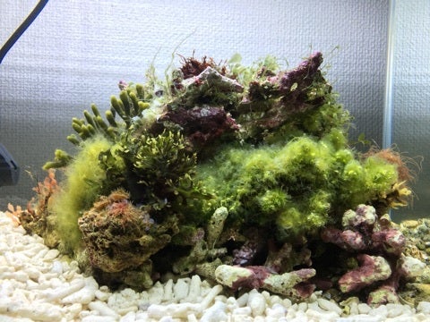 海藻ライブロック追加 | けやりんのブログ