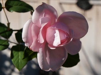 秋のナエマ やっと咲きました ママの薔薇のブログ