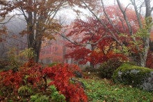霧と紅葉