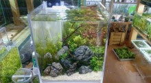 超小型オーバーフロー水槽で水草レイアウトをやろう Aqua Shop Wasabi ブログ 京のわさび