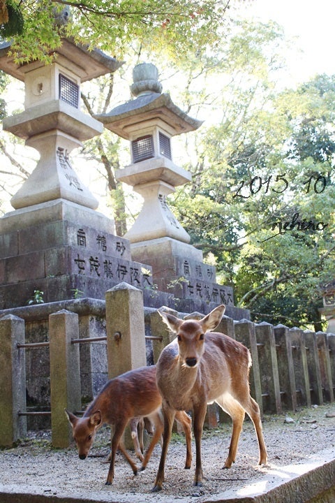 奈良公園の鹿1