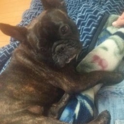 画像 毛布は私のものなの!! の記事より