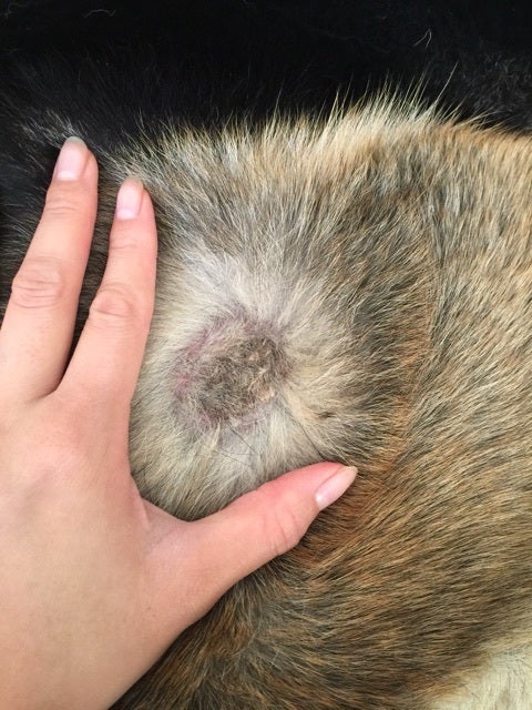 犬のホットスポット 表在性膿皮症 経過報告 Roxyとzeke ジャーマンシェパード犬と暮らす カタール