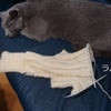 猫セーターを編むの画像