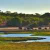 アフリカ　ザンベジ川とチョべ国立公園の画像
