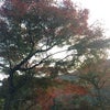 紅葉・嵐山の画像