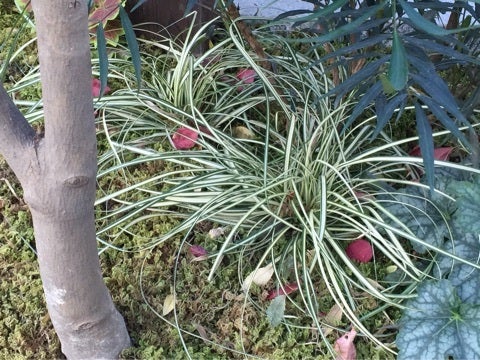 かんたんな土留にもなる植物 カレックス お庭のデザイナー 荒木真奈加の日記