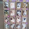 元町で見つけた猫カフェの画像