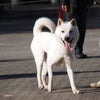 紀州犬保存会　東京支部展！の画像
