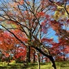 国分寺・殿ヶ谷戸庭園、まさに紅葉が見頃！の画像