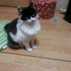 【保護しています】香川県観音寺市坂本町で白黒ハチワレの迷い猫♂を保護の画像