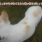 (無事帰宅しました！)※緊急拡散希望<(_ _)>※兵庫県加古川で迷子の保護犬探しています！の記事より