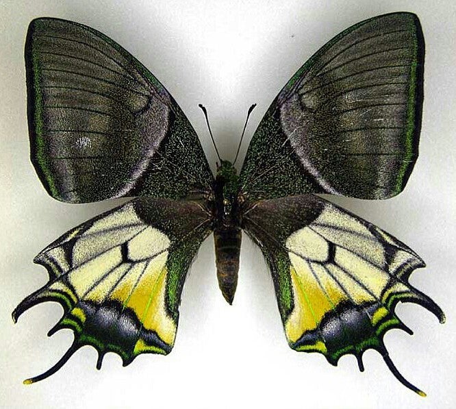 2022年春夏 アグリアスXプレポナ・ハイブリッド・最高傑作極美個体・蝶 