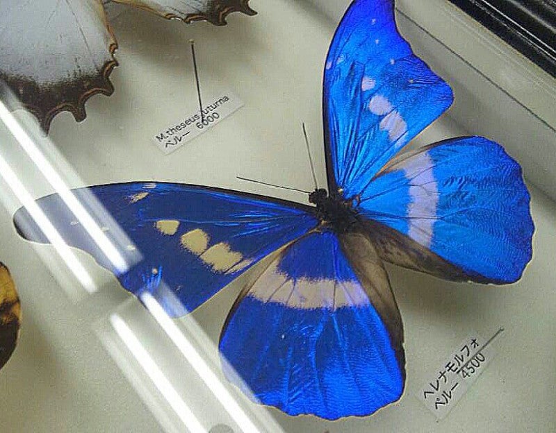 世界で一番美しい蝶 蝶に魅せられた旅人