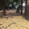 ハラハラと落ちゆく葉っぱそこかしこ～上連雀神明社～の画像