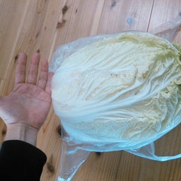 2015年冬野菜５