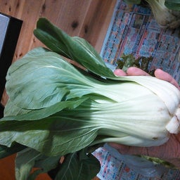 2015年冬野菜４